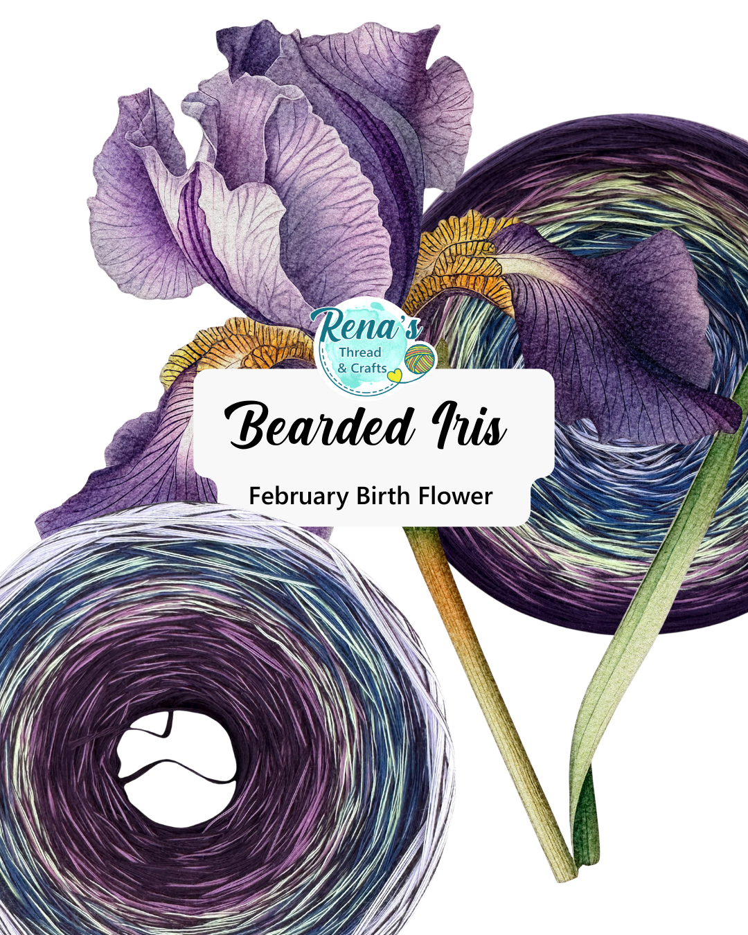 February - Bearded Iris, Gradient Cotton Natural Fiber Yarn - Rena'sThreadandCrafts